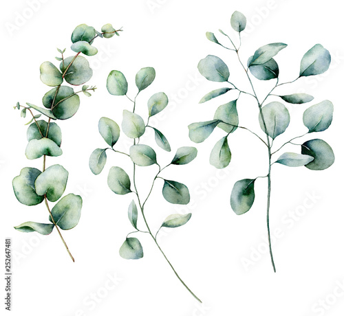 Watercolor eucalyptus set. Hand painted baby, seeded and silver dollar eucalyptus branch isolated on white background. Floral illustration for design, print, fabric or background. photo
