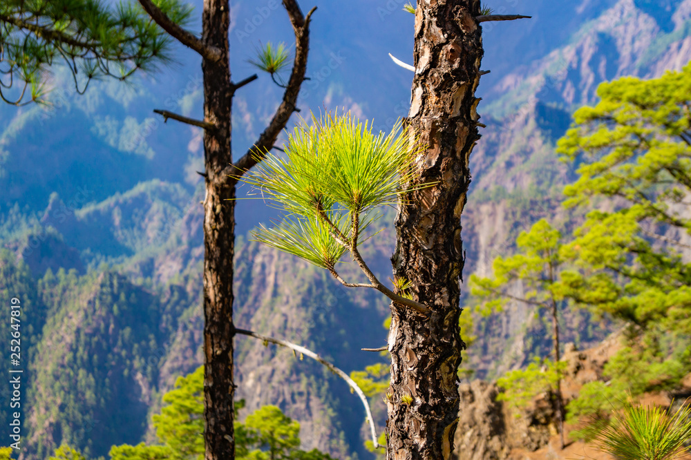 La Palma, Canary Islands, Spain, National Park showing Pine forests recovering after forest fires La Palma, Canary Islands, Spain, National Park showing Pine forests recovering after forest fires