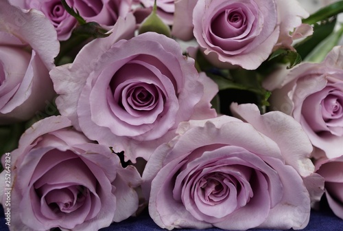 lilac roses on blue background