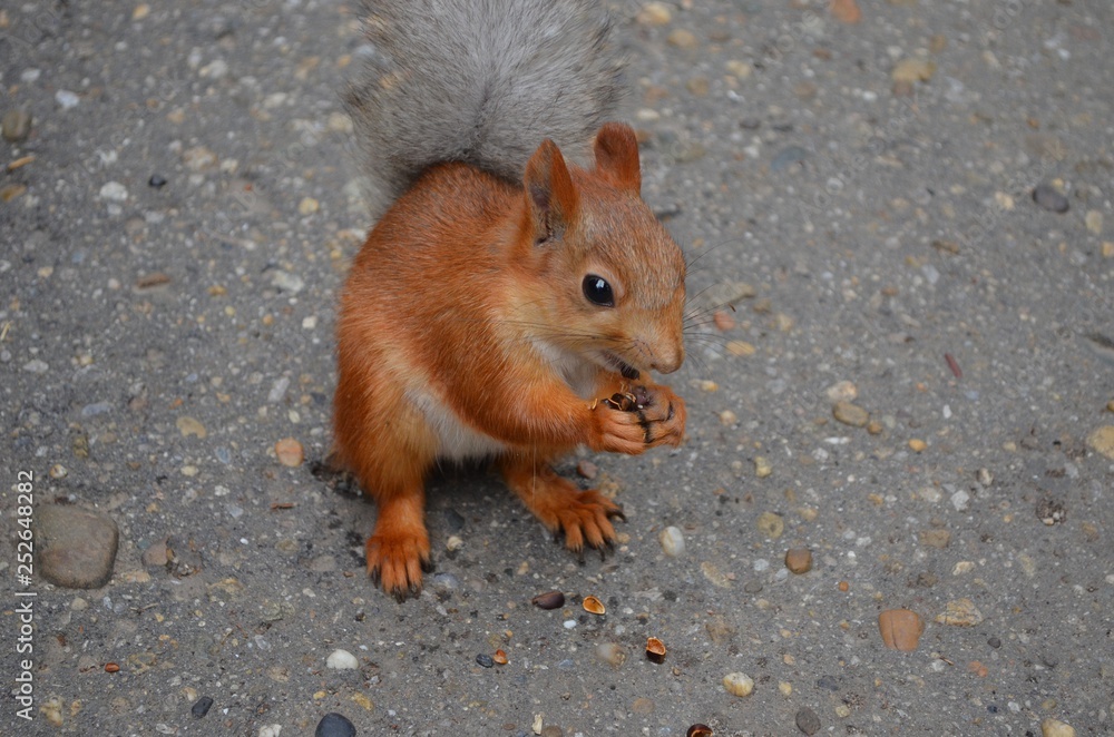 squirrel, animal, rodent, nature, mammal, wildlife, red, tail, cute, fur, nut, wild, eating, forest, tree, red squirrel, park, animals, fluffy, brown, grey, small, furry, eat, squirrels squirrel, animal, rodent, nature, mammal, wildlife, red, tail, cute, fur, nut, wild, eating, forest, tree, red squirrel, park, animals, fluffy, brown, grey, small, furry, eat, squirrels