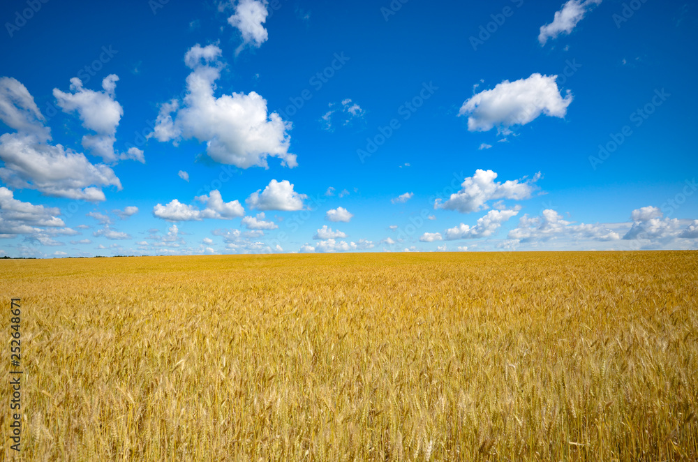 Naklejka premium Wheat field summer sunny day under cloudy blue sky