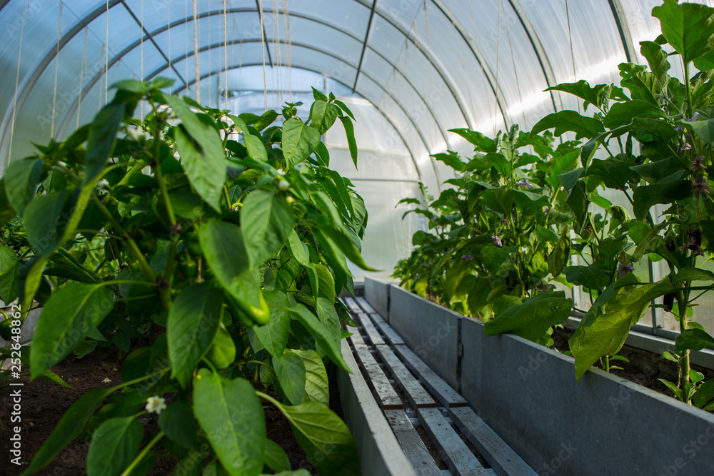 The greenhouse in which the Bulgarian peppers are grown.