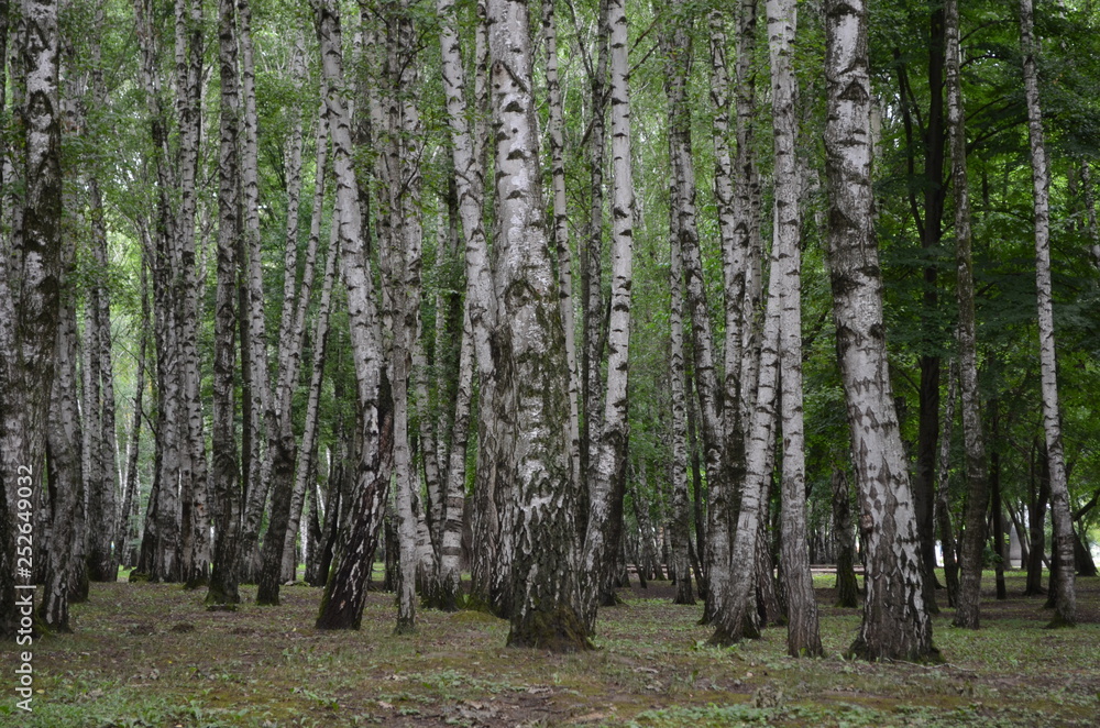 forest, tree, nature, pine, landscape, trees, wood, autumn, green, woods, summer, park, grass, season, trunk, sun, birch, fall, path, leaves, light, woodland, outdoors, foliage, leaf forest, tree, nature, pine, landscape, trees, wood, autumn, green, woods, summer, park, grass, season, trunk, sun, birch, fall, path, leaves, light, woodland, outdoors, foliage, leaf
