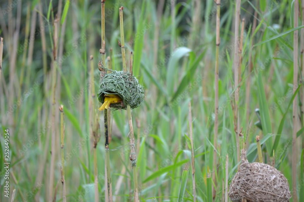 Obraz premium Vogel Nest