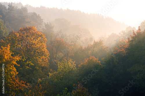 Autumn forest landscape early in the morning, golden colored nature background 