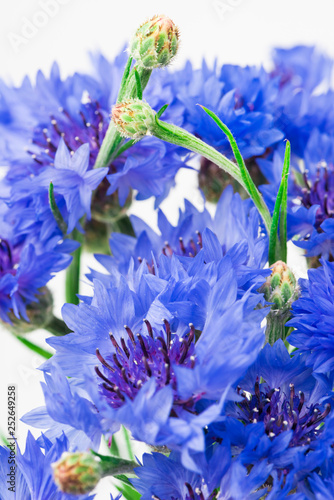 Bouquet of blue cornflowers isolated on white background. Selective focus