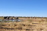 Namibia: A herd of girafs and elephants in Etosha National park.