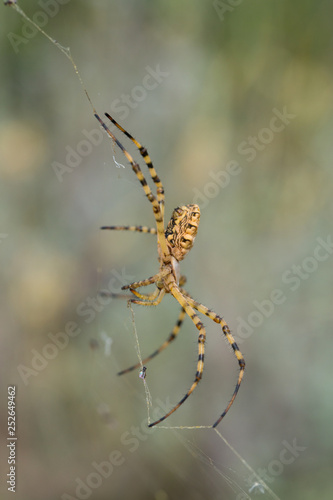 Beautiful Spider Argiope lobata in Croatia, Krk