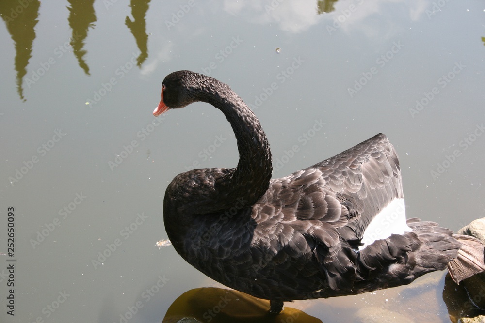 Fototapeta premium swan, bird, water, lake, black, animal, nature, white, beak, feather, wildlife, beautiful, black swan, pond, swans, neck, feathers, swim, reflection, swimming, wild, red, birds, beauty, grace