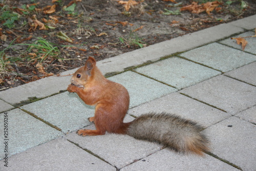 squirrel, animal, rodent, nature, mammal, wildlife, red, tail, cute, fur, nut, wild, eating, forest, tree, red squirrel, park, animals, fluffy, brown, grey, small, furry, eat, squirrels