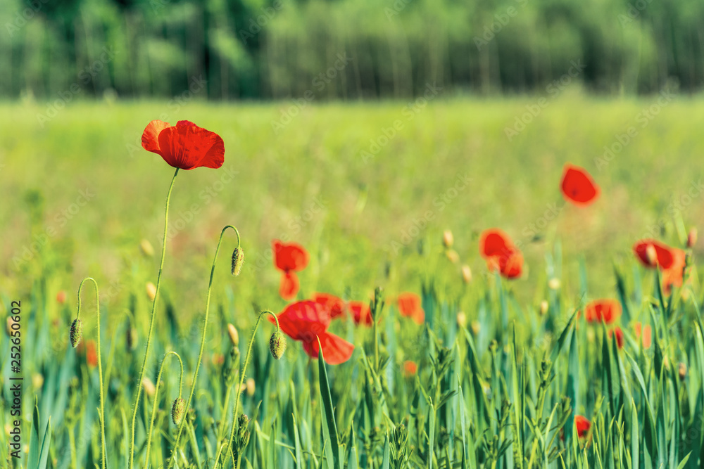 poppy flowers on a rural field. vivid agricultural background on a sunny day