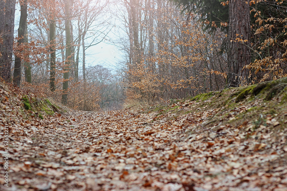 Deciduous forest in Brno in the Czech Republic Deciduous forest in Brno in the Czech Republic