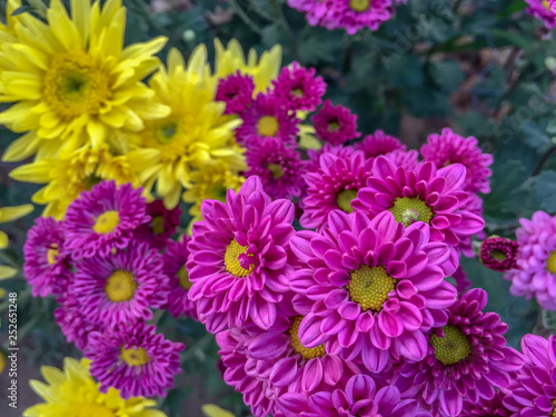 Photo of beautiful pink and yellow blooming chrysanthemum  hardy chrysanth  flowers nature on the green leaf background.