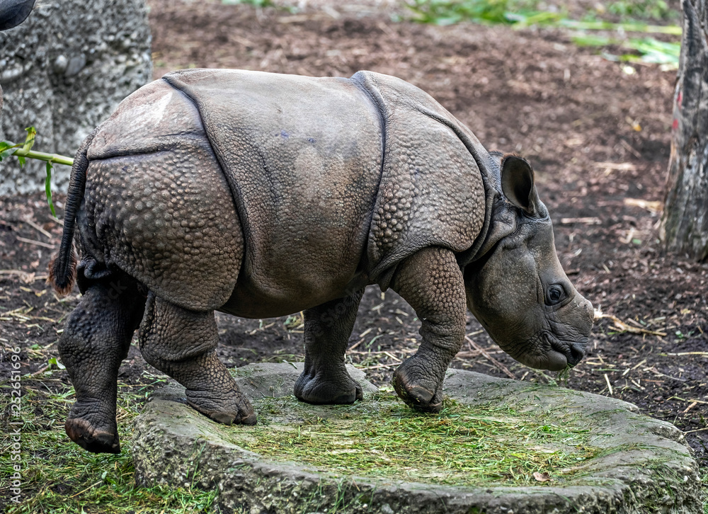 Obraz premium Young great indian rhinoceros. Latin name - Rhinoceros unicornis