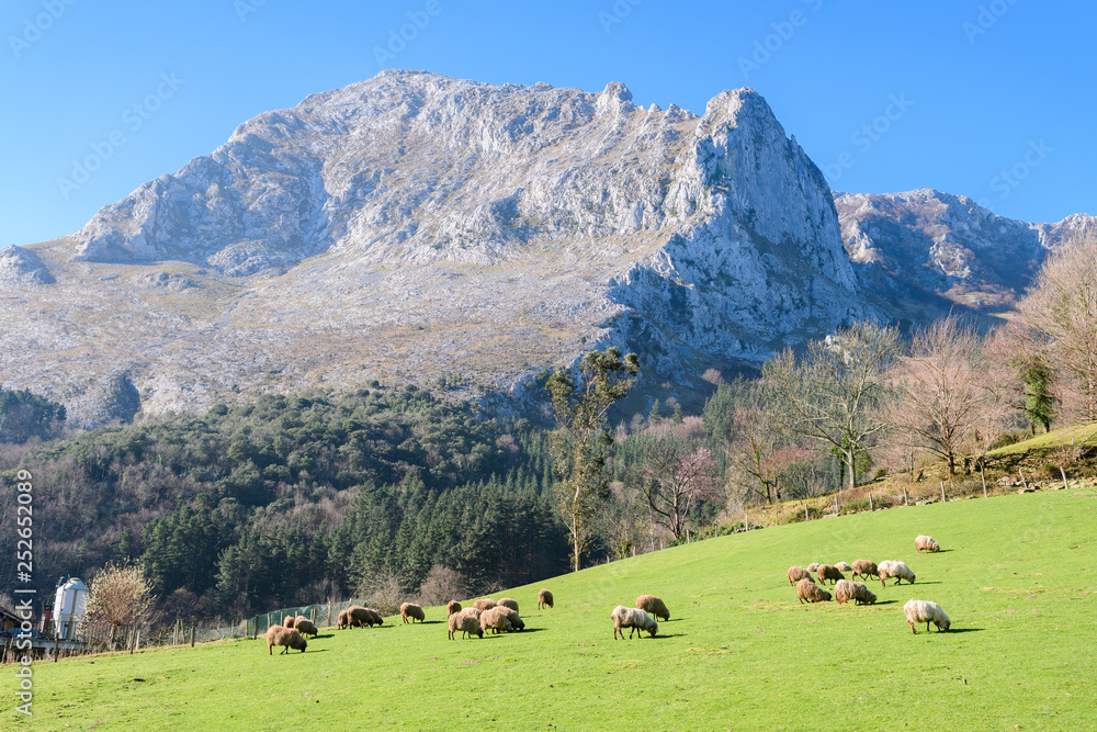 sheep flock pasting at basque field