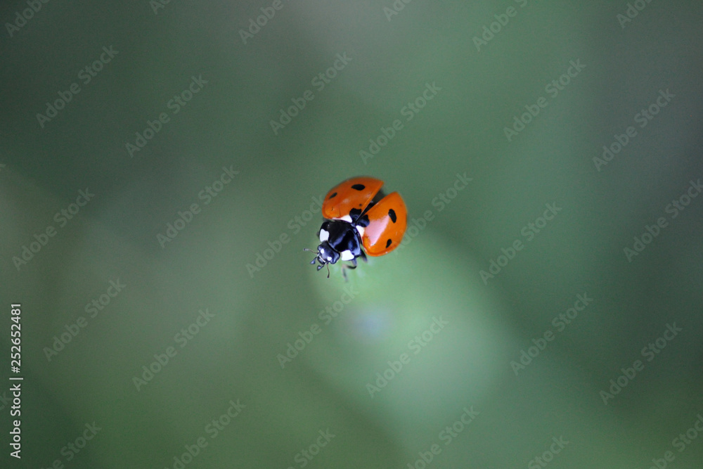 Fototapeta premium Coccinnelle