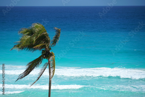 single coconut tree in front of colorful blue Caribbean Sea