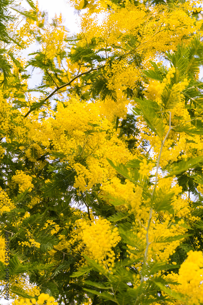 Yellow Flowers of mimosa bush, one sunny day. Yellow Flowers of mimosa bush, one sunny day.