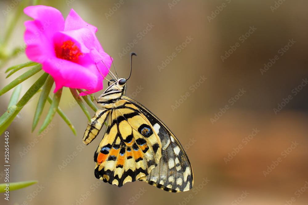 Obraz premium beautiful yellow butterflies perch on flowers in the wild. Rhopalocera Lepidoptera Insecta Arthropoda Animalia Vanessa cardui