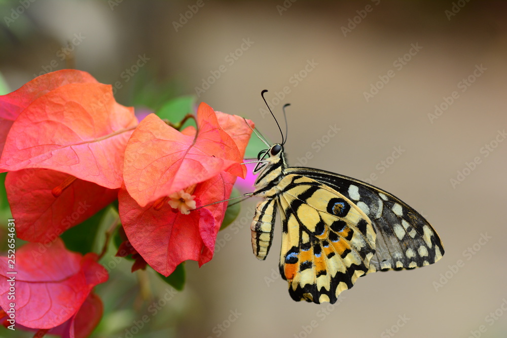Obraz premium beautiful yellow butterflies perch on flowers in the wild. Rhopalocera Lepidoptera Insecta Arthropoda Animalia Vanessa cardui