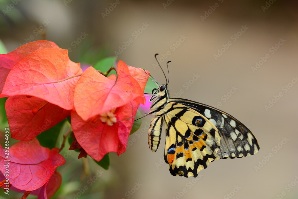 Obraz premium beautiful yellow butterflies perch on flowers in the wild. Rhopalocera Lepidoptera Insecta Arthropoda Animalia Vanessa cardui