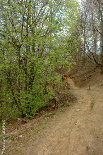 Path for extreme cycling in the forest