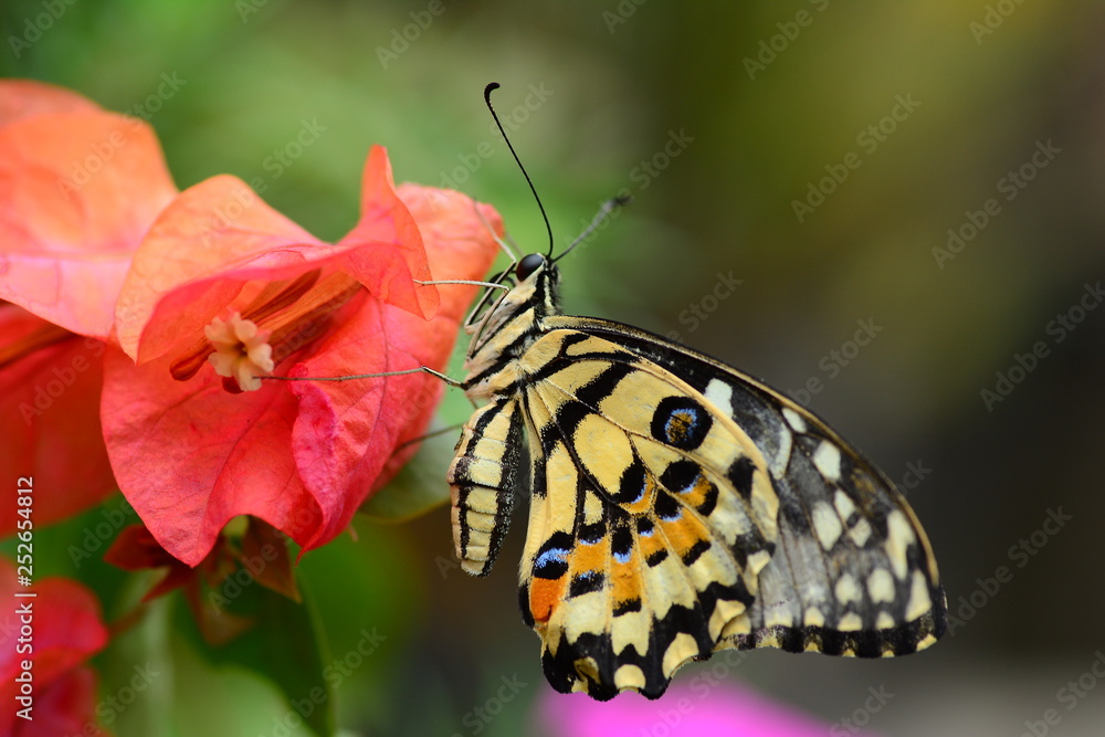 Fototapeta premium beautiful yellow butterflies perch on flowers in the wild. Rhopalocera Lepidoptera Insecta Arthropoda Animalia Vanessa cardui