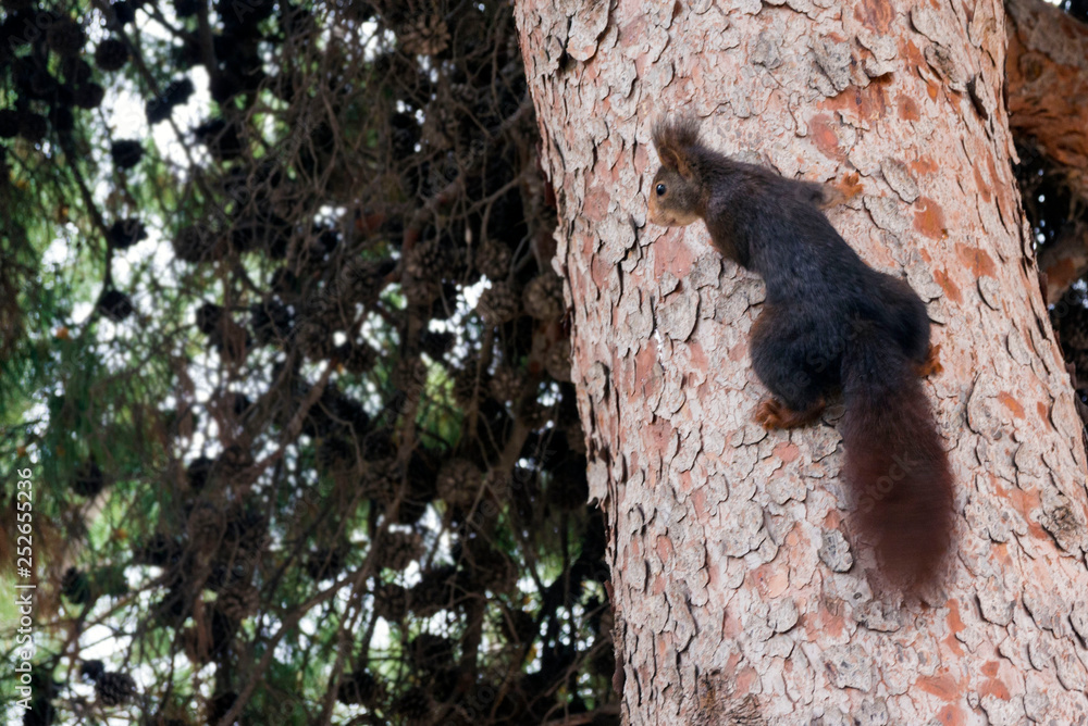 Obraz premium A dark brown furry squirrel sits on a large pine tree in a park. Cute rodent
