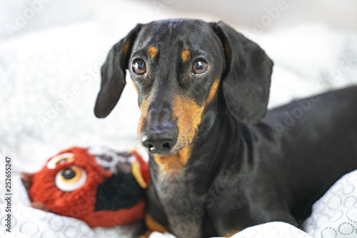 close up cute dachshund dog playing with his toy on the bed © Masarik