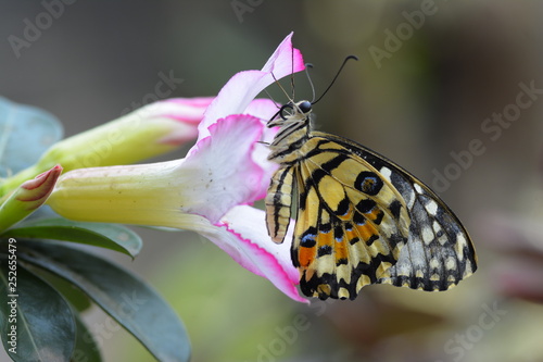 beautiful yellow butterflies perch on flowers in the wild. Rhopalocera Lepidoptera Insecta Arthropoda Animalia  Vanessa cardui