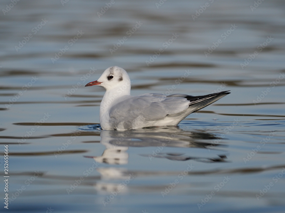 Black-headed gull, Larus ridibundus