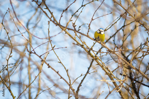 Obraz na plátně hungry wild bird titmouse on a tree in spring forest