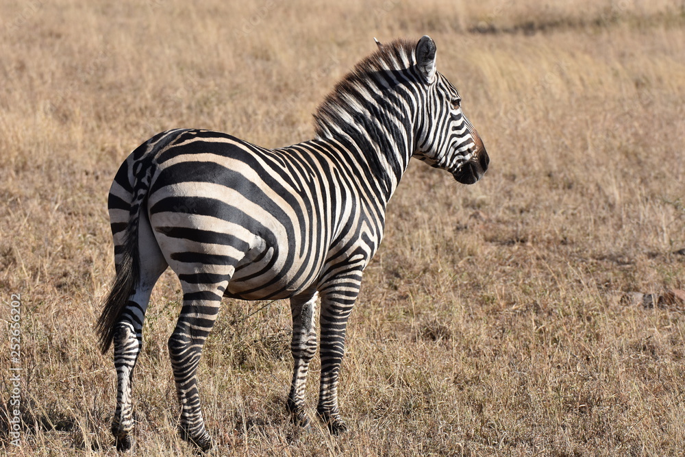 Obraz premium Zebra in Serengeti National Park, Tanzania