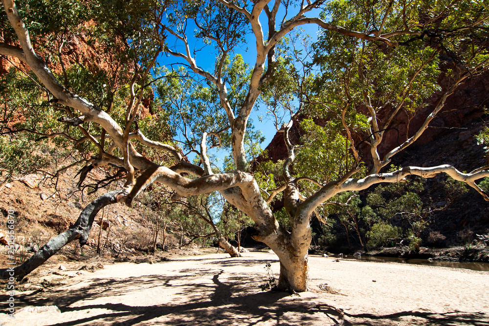 Old tree in a dry river, Outback, Australia