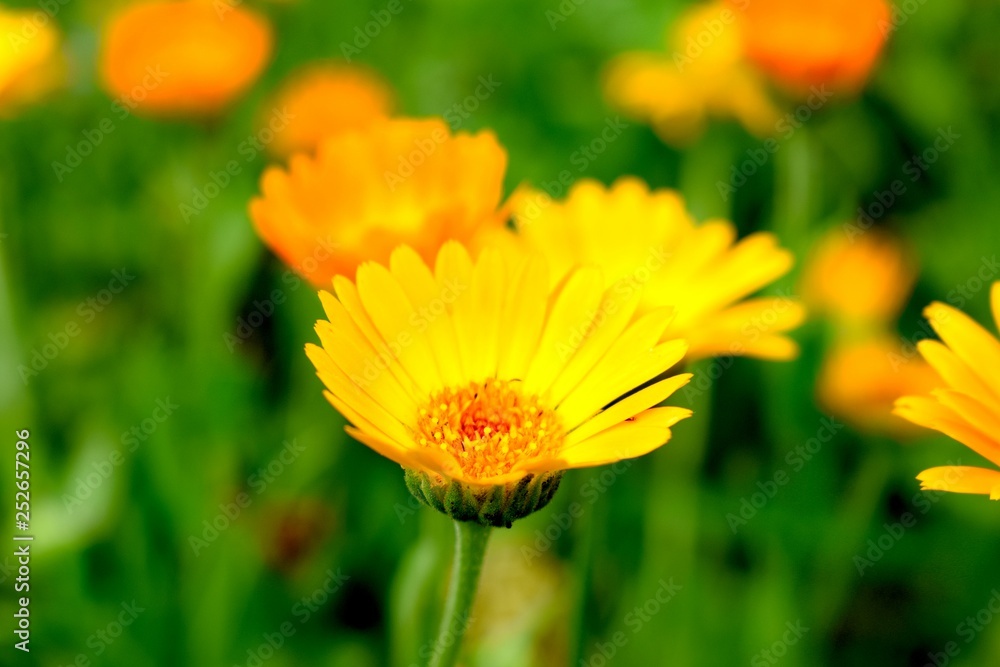 Calendula is a genus of about 15–20 species of annual and perennial herbaceous plants in the daisy family Asteraceae that are often known as marigolds