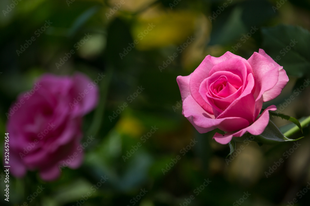 Pink rose flower with green leaf Pink rose flower with green leaf