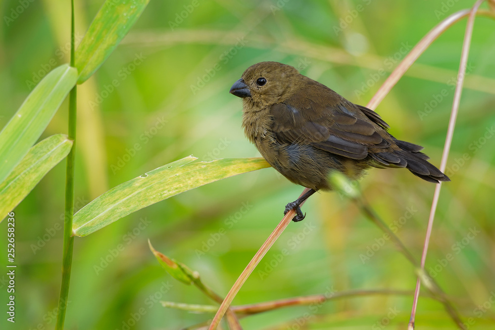Black (Variable) Seedeater - Sporophila corvina  passerine bird which breeds from southern Mexico through Central America to the Chocó of northwestern South America