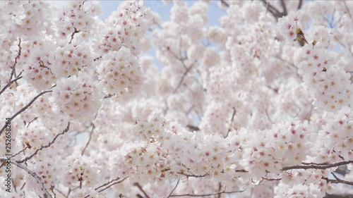 Sakura cherry blsoom are full bloom.