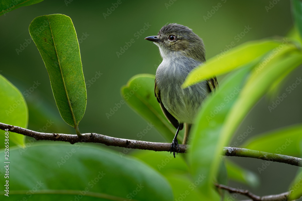 Obraz premium Western Wood-pewee - Contopus sordidulus small tyrant flycatcher. Adults are gray-olive on the upperparts with light underparts, washed with olive on the breast