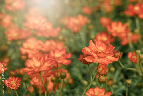 Vivid orange cosmos flowers in garden © kwanchaichaiudom