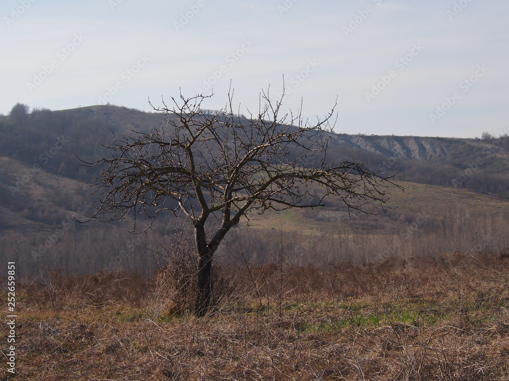 albero in collina, paesaggio collinare albero in collina, paesaggio collinare