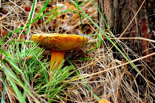 Suillus is a genus of basidiomycete fungi in the family Suillaceae and order Boletales photo