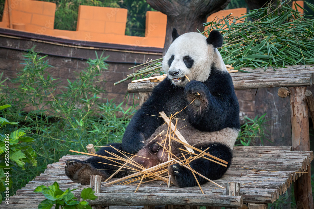 Obraz premium Panda bear cute.