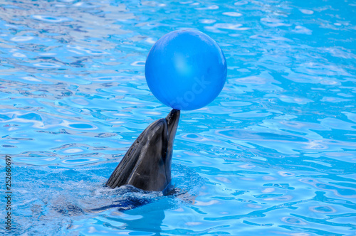 Dolphin playing with a blue ball. Dolphin keeps the ball on the nose.