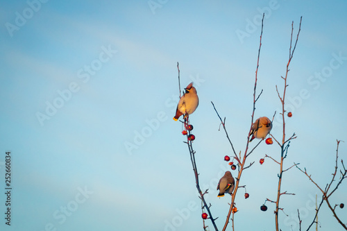 Obraz na plátně hungry wild bird waxwing on a tree in spring forest