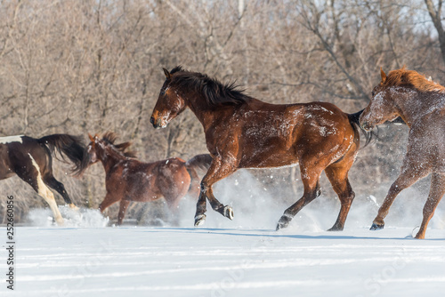 multiple horses enjoying running in snow on a beautiful winter day. Snow flying around hooves. Manes and tails caught in motion. 