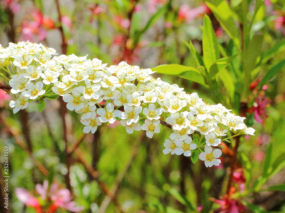 Branch blossoming decorative shrub a Spiraea thunbergii or Yukiyanagi ...