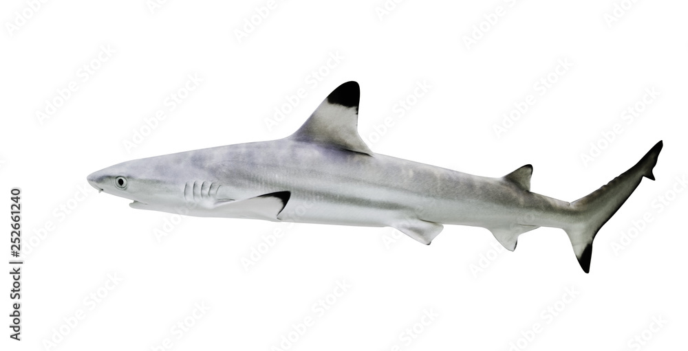 Fototapeta premium Blacktip reef shark isolate on white background