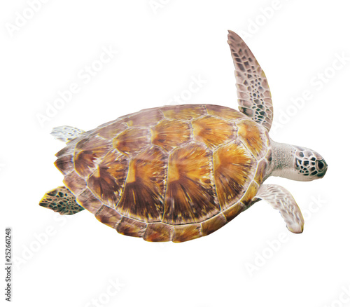 Hawksbill Sea Turtle isolate on white background
