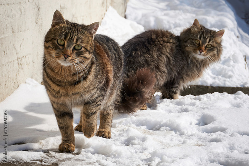 Stray cats on a sunny winter day